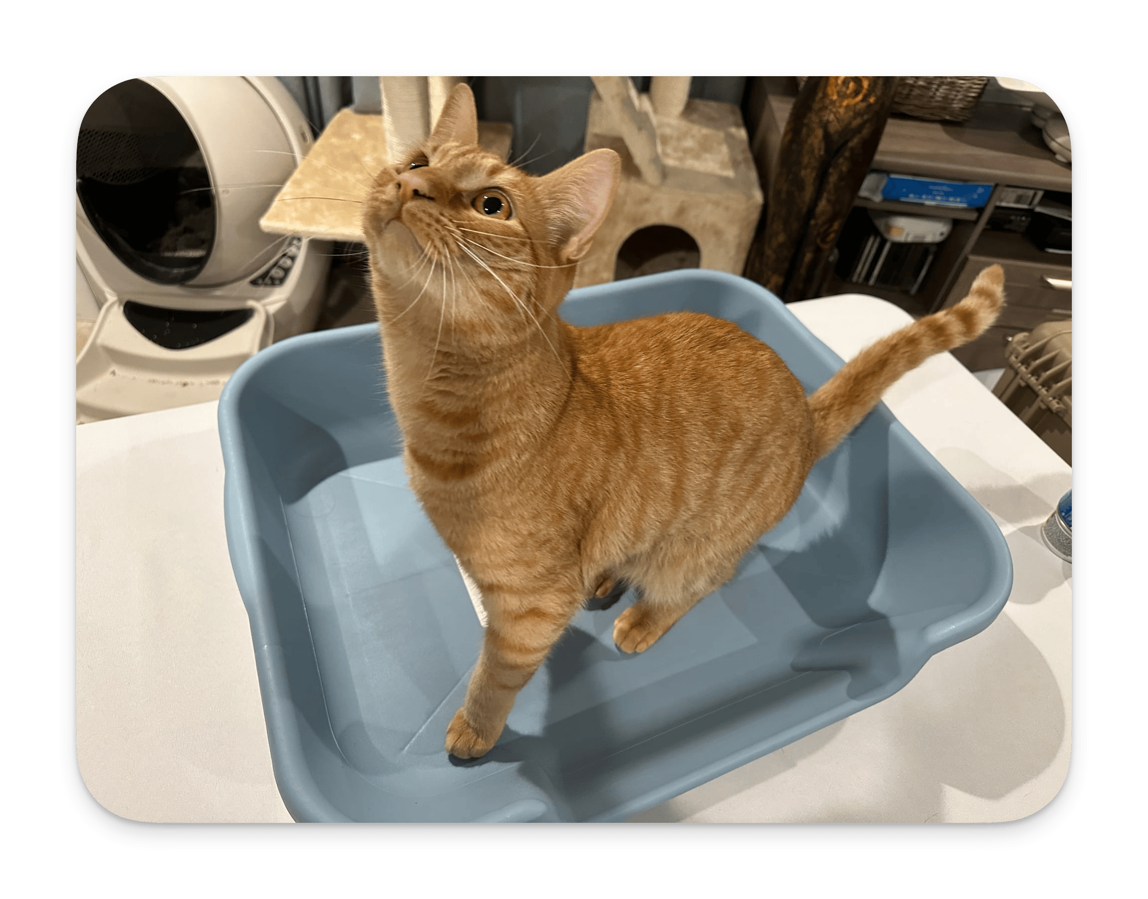 Best Litter Box Setup for Cats: Size, Location, Cleaning, and Common Mistakes